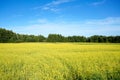 Field of rapeseed in summer