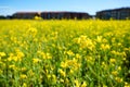 Field of rapeseed in summer