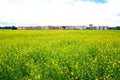 Field of rapeseed in summer