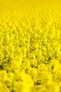 Field of rapeseed