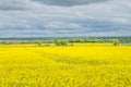 Field of rapeseeds Royalty Free Stock Photo