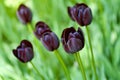 Field with rare black tulips