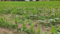 Field of recently planted corn growing in rural Portugal in summer