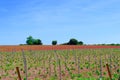 Field with recently planted young vines and red poppy flowers behind. New wine yard with vibrant colours