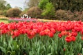 Field of red blooming Tulip (Tulipa Lilieae) flowers Royalty Free Stock Photo