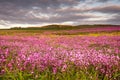 Field of Red Campion