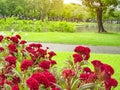 Field of red Cockscomp or Crested celosia blossom on green grass lawn beside walkway, trees and lake on background