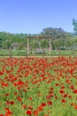 Field of Red Corn Poppies in Fredericksburg, Texas