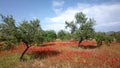 Field of red daisys in Ibiza in winter Royalty Free Stock Photo