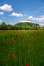 Field with red flowers with the old town of Salzburg with Fortress Hohensalzburg in the background Royalty Free Stock Photo