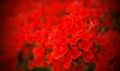 Field of red flowers for your Valentine Royalty Free Stock Photo