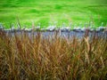 Field of red leaves color grass and group of ducks walking on grey gravel, smooth fresh green grass lawn on background in backyard