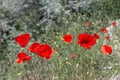 A field of red papaver rhoeas common names include corn poppy , corn rose, field poppy, Flanders poppy , red poppy, red weed, Royalty Free Stock Photo