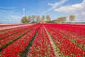 Field of red and pink tulips and a farm Royalty Free Stock Photo