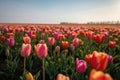 Field of red-pink tulips, sunny day, spring, nature landscape, outdoors. Natural flowers banner with copy space. Post card. Royalty Free Stock Photo