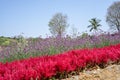 Field of red Plumed Celusia or Wool Flower and purple Vervian or Verbena flower blossom on green leaves under blue sky Royalty Free Stock Photo