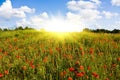 Field of red poppies Royalty Free Stock Photo