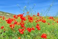 Field of red poppies against the background of green hills Royalty Free Stock Photo