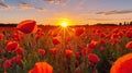 Field of red poppies on Armistice Day, a solemn and reflective scene silhouetted against the morning sky