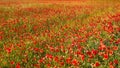 Field of red poppies in bloom Royalty Free Stock Photo