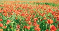 Field of red poppies