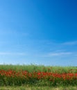 Field of red poppies blossoming and blooming in wild remote green field and meadow. Blue sky with copy space with poppy Royalty Free Stock Photo