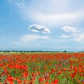 Field of red poppies and blue sky with clouds. Ukrainian spring landscape Royalty Free Stock Photo