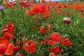 Field of red poppies close-up across blue sky. Natural background. Wildflowers field. Summer nature Royalty Free Stock Photo