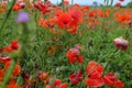 Field of red poppies close-up across blue sky. Natural background. Wildflowers field. Summer nature Royalty Free Stock Photo