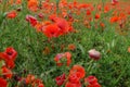 Field of red poppies close-up. Natural background. Wildflowers field. Summer nature Royalty Free Stock Photo