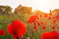 Field of red poppies close-up of sunlight