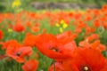 Field of red poppies on a cloudy day Royalty Free Stock Photo