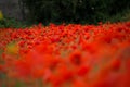 Field of red poppies on a cloudy day Royalty Free Stock Photo