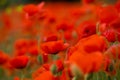 Field of red poppies on a cloudy day Royalty Free Stock Photo