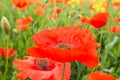 Field of red poppies on a cloudy day