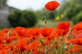 Field of red poppies on a cloudy day Royalty Free Stock Photo