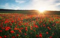 Field with red poppies, colorful flowers against the sunset Royalty Free Stock Photo