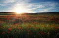 Field with red poppies, colorful flowers against the sunset Royalty Free Stock Photo