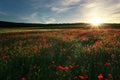 Field with red poppies, colorful flowers against the sunset Royalty Free Stock Photo