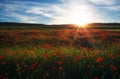 Field with red poppies, colorful flowers against the sunset Royalty Free Stock Photo