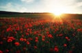 Field with red poppies, colorful flowers against the sunset Royalty Free Stock Photo