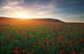 Field with red poppies, colorful flowers against the sunset Royalty Free Stock Photo