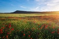 Field with red poppies, colorful flowers against the sunset Royalty Free Stock Photo