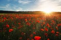 Field with red poppies against the sunset sky Royalty Free Stock Photo