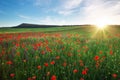 Field with red poppies, colorful flowers against the sunset Royalty Free Stock Photo