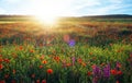 Field with red poppies, colorful flowers against the sunset Royalty Free Stock Photo