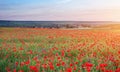 Field with red poppies, colorful flowers against the sunset Royalty Free Stock Photo