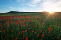 Field with poppies, colorful flowers against the sunset sky Royalty Free Stock Photo