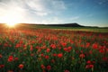 Field with red poppies, colorful flowers against the sunset Royalty Free Stock Photo