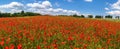 field of red poppies or Common poppy